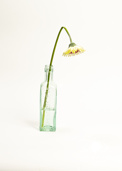 ガーベラの切り花を長持ちさせる5つのポイントと飾り方のコツ フラワーアレンジメントの基礎