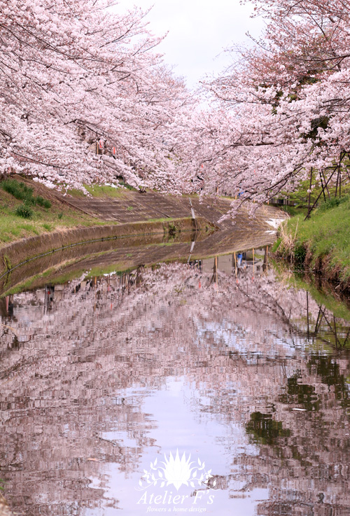 桜の撮影のコツ 花見や写真撮影に行く奈良いま鹿ない アトリエフィーズ