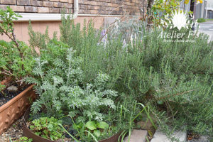 簡単に育つグリーンの育て方