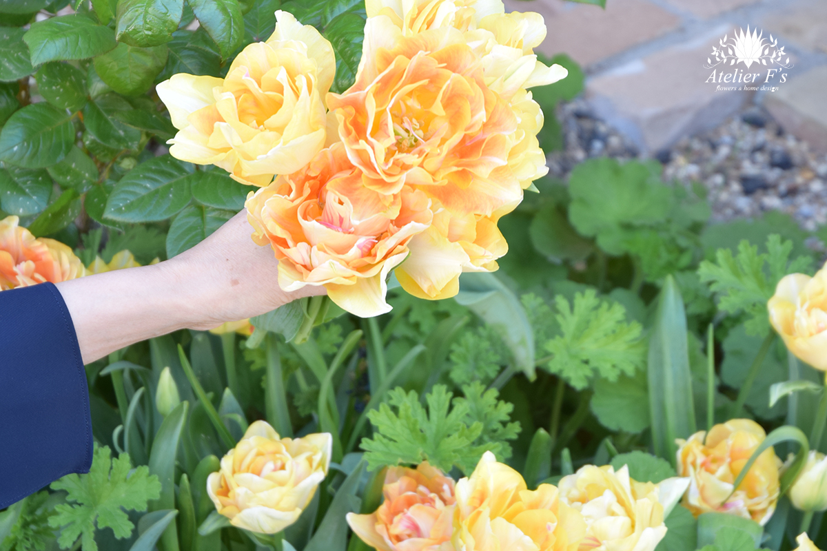 庭に咲いたチューリップを摘んで