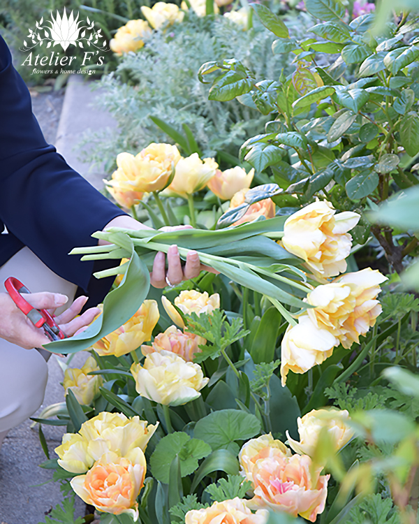 庭からチューリップを摘む