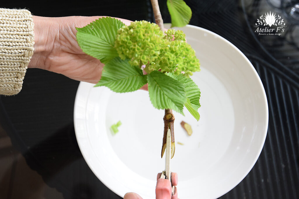 オオデマリの茎を割る