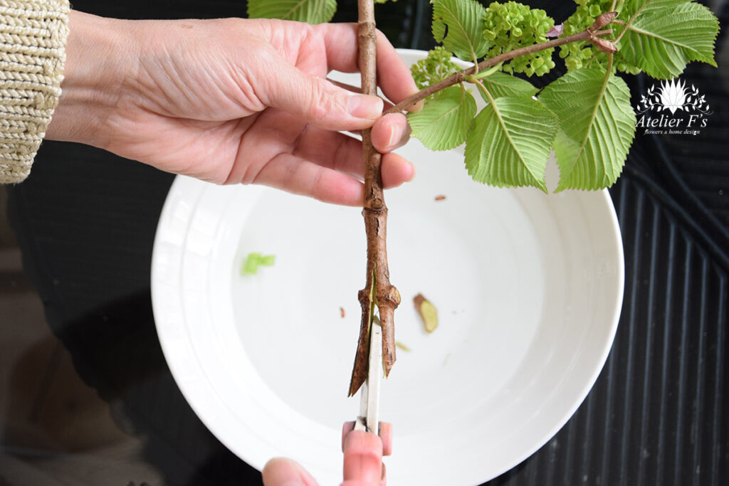 オオデマリを十字に割る