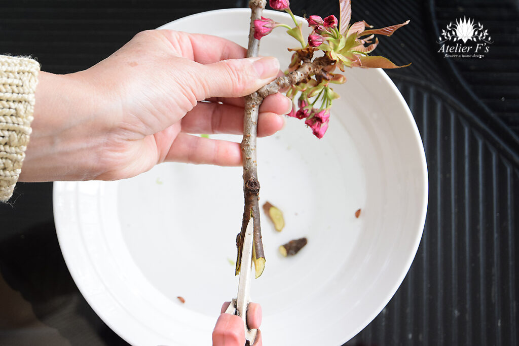 桜の枝を十字に割る