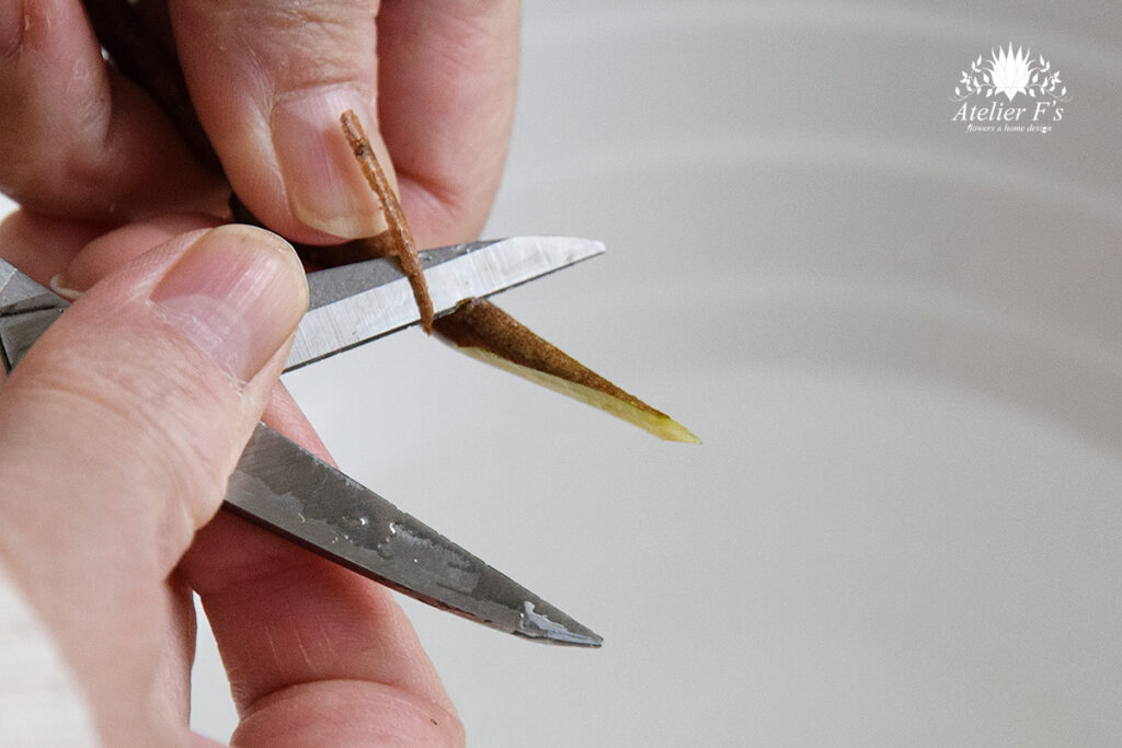 オオデマリの水揚げ