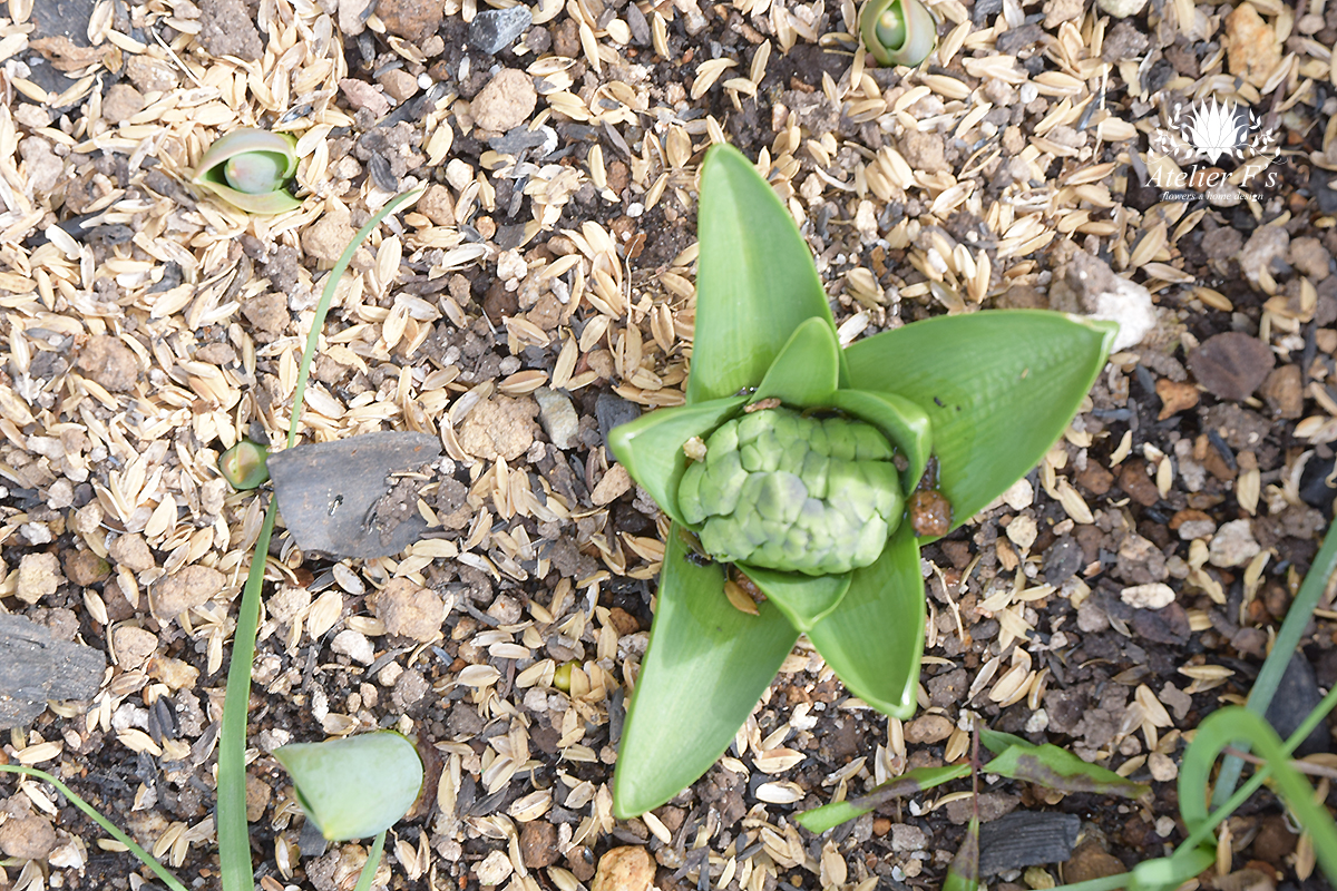 花芽が出たヒヤシンス