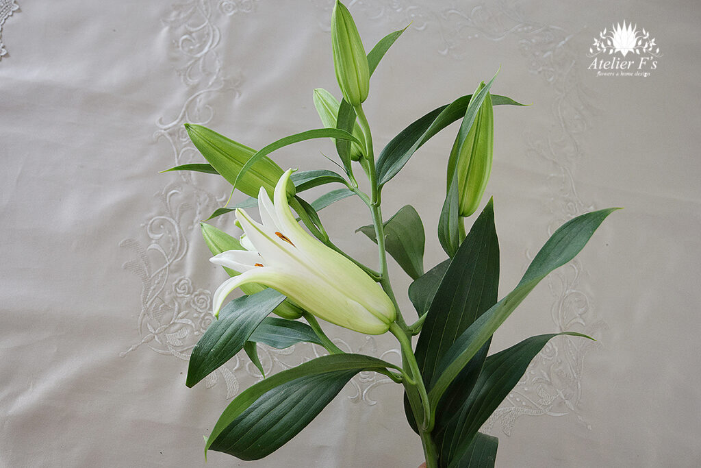 ゆり　（オリエンタルリリー・シベリア）